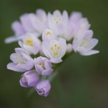 Lumix-G80-sample12