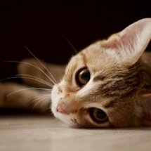 Lumix-GX800-sample9