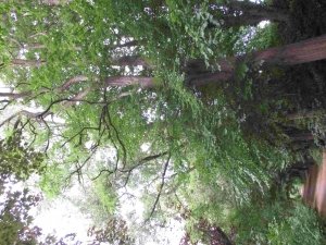 IMG_0917-1_compress92.jpg